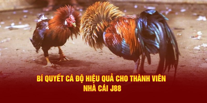 Bí quyết đặt kèo an toàn, hiệu quả cho thành viên nhà cái J88